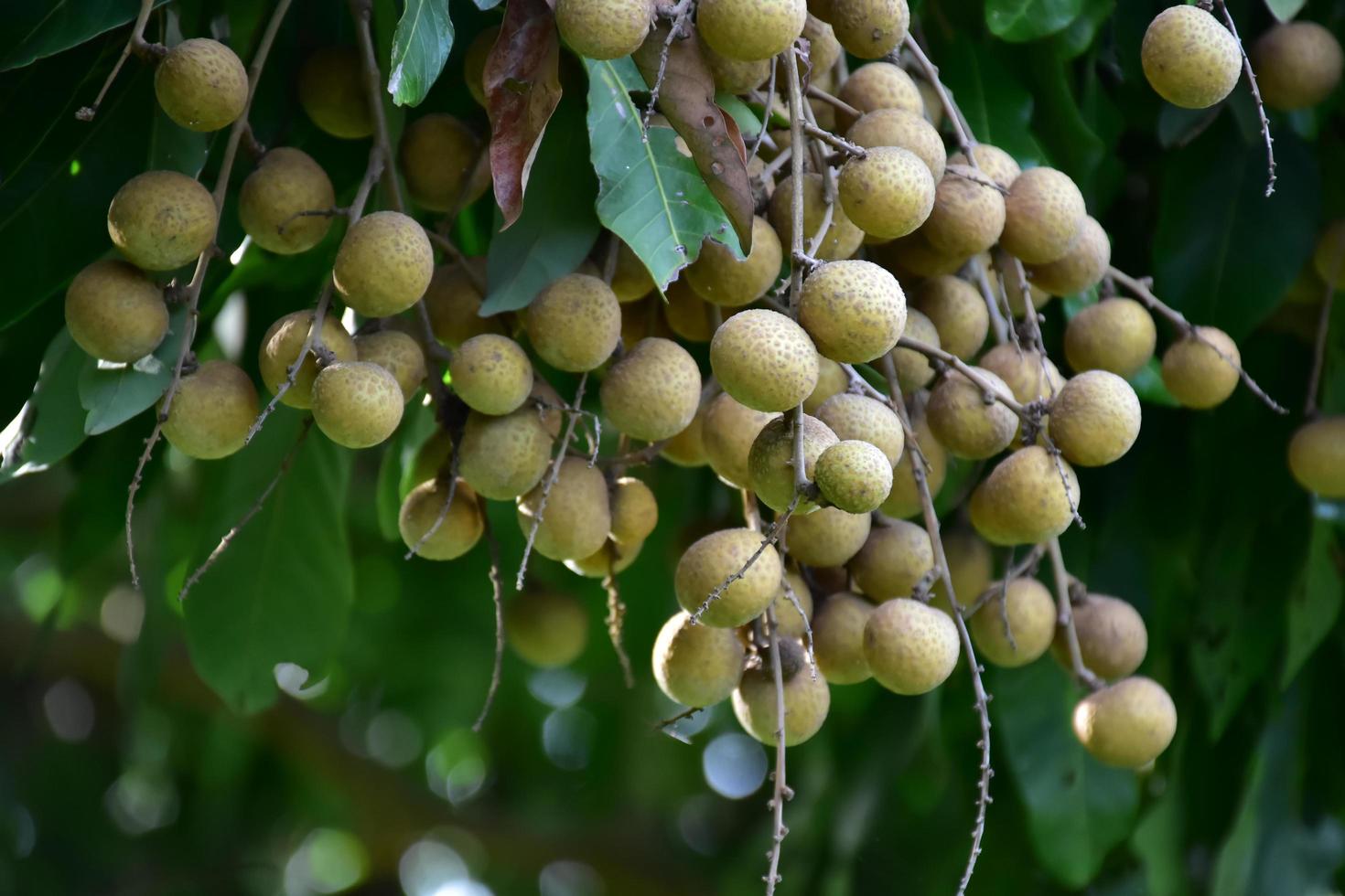 longan frukt gäng på longan träd i asiatiskt land. foto