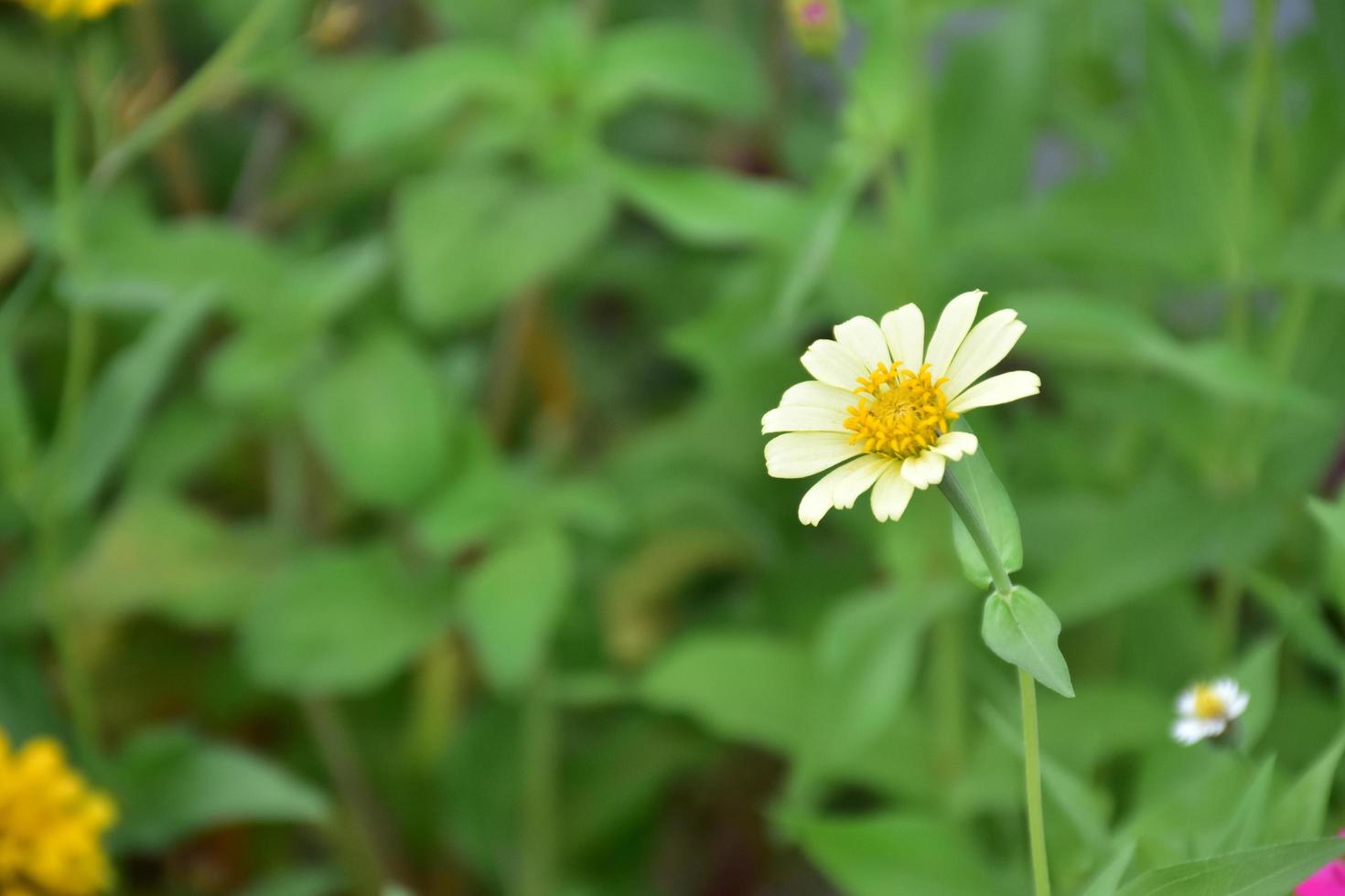 zinnia blommor i rabatt, naturlig bakgrund. foto