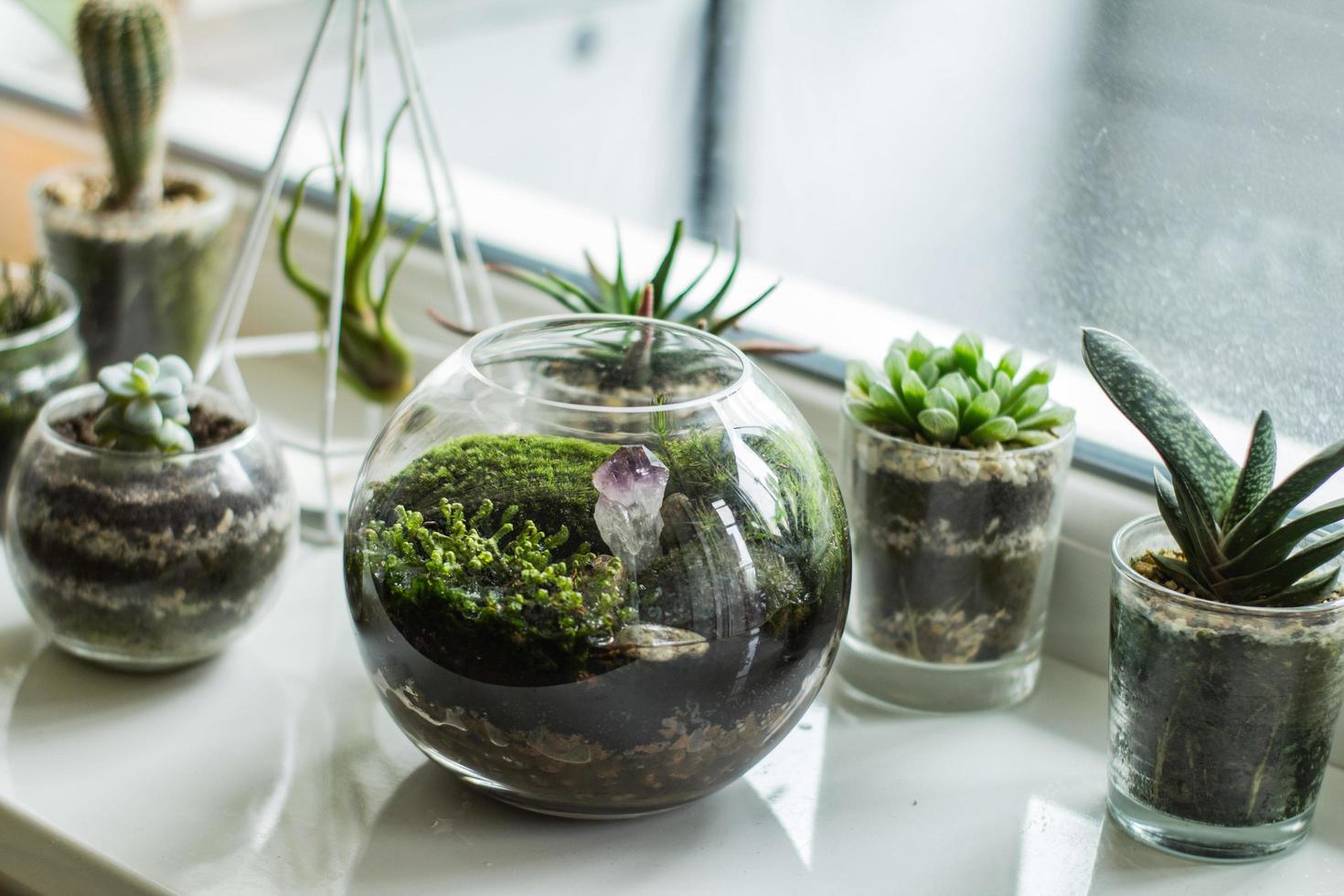 florarium med mossa och suckulenter inomhus på vitt bord foto