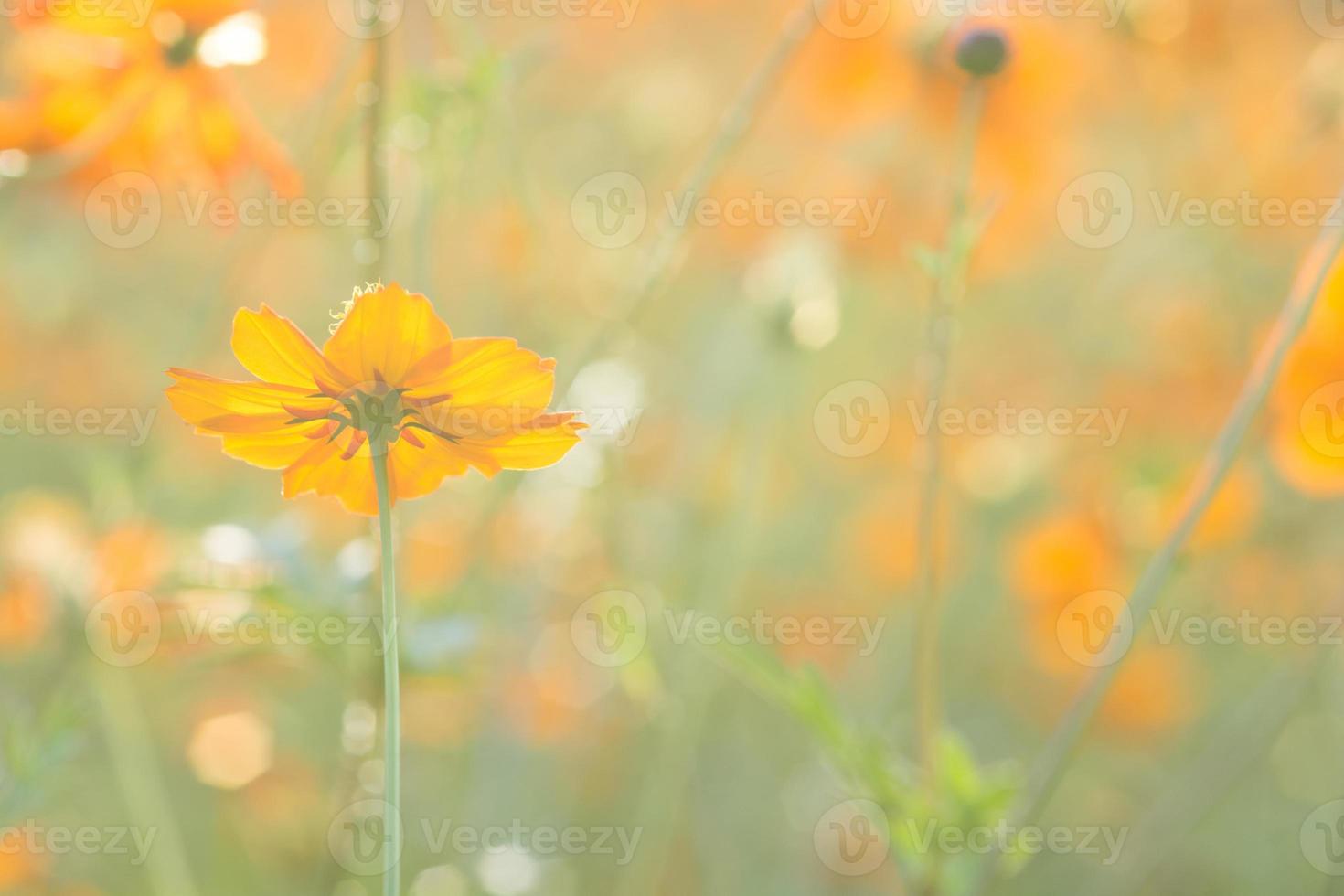 mjuk, selektiv fokusering av kosmos, suddig blomma för bakgrund, färgglada växter foto