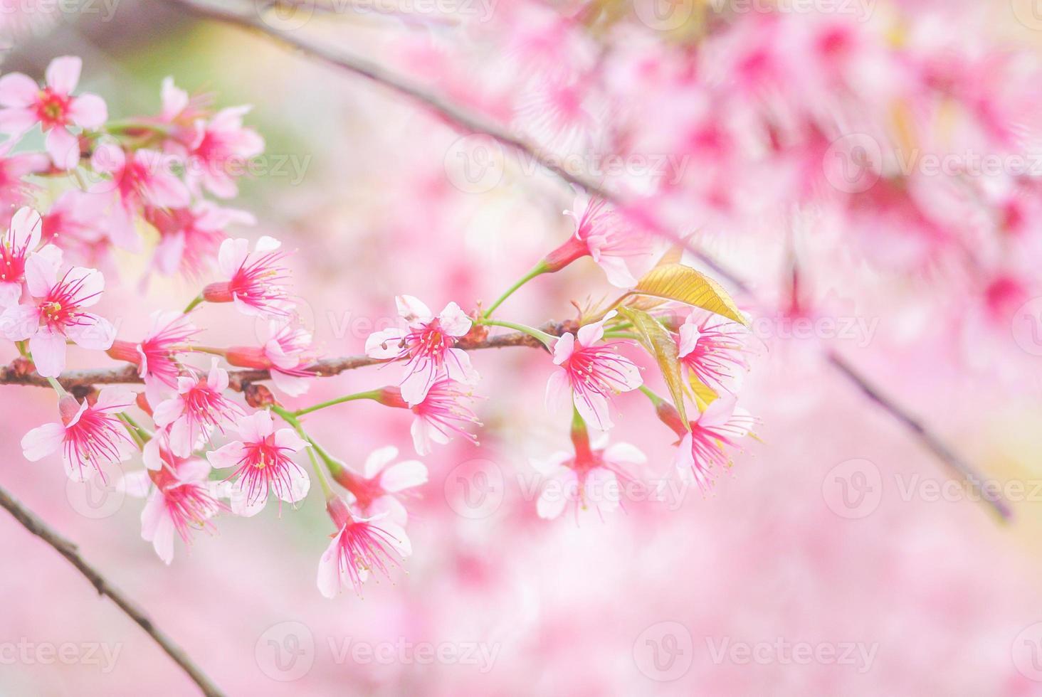 körsbärsblomning på våren med mjukt fokus, ofokuserad suddig vårkörsbärsblomning, bokehblommabakgrund, pastell och mjuk blommabakgrund. foto