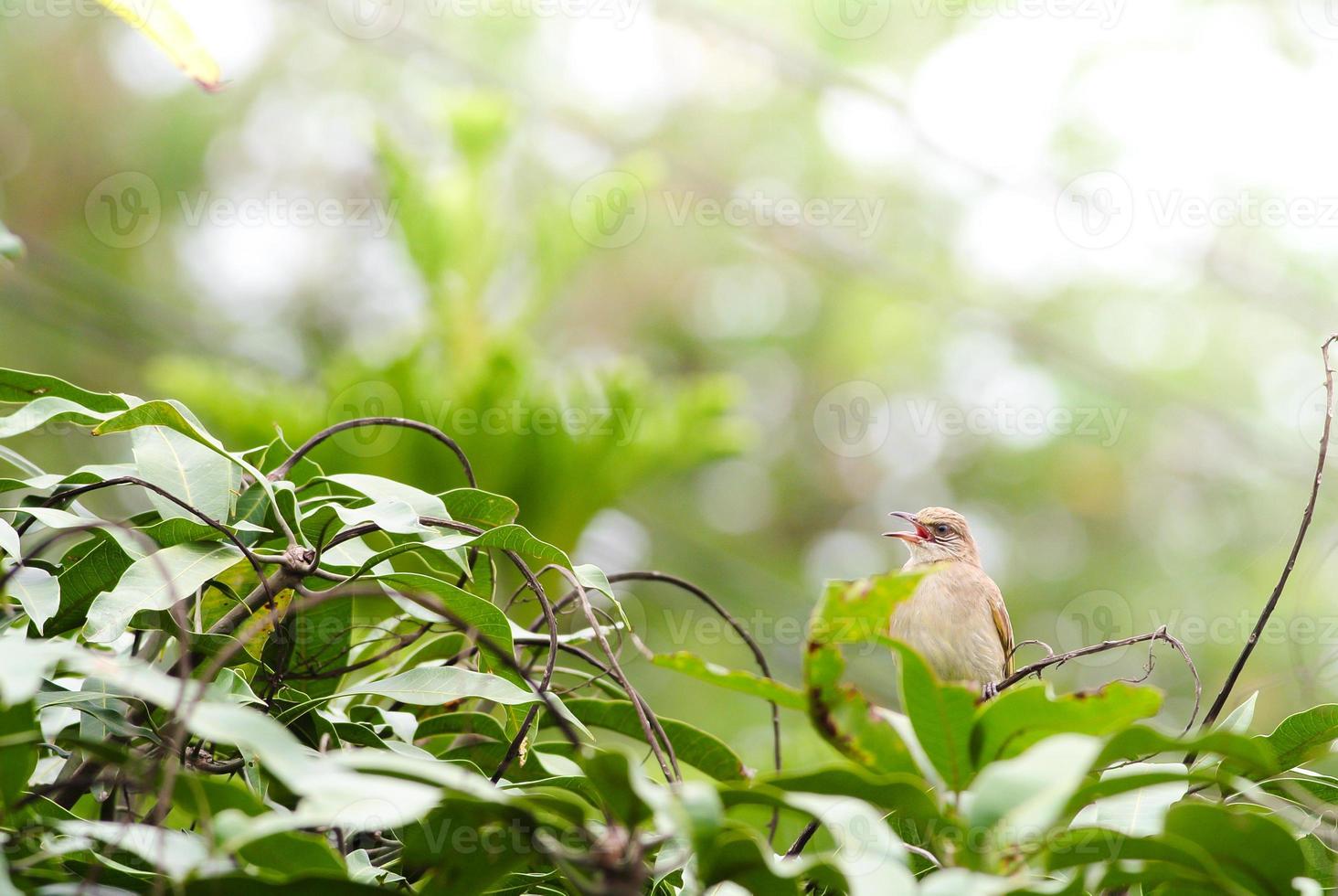 en trädgårdsbulbul uppflugen på en gren foto