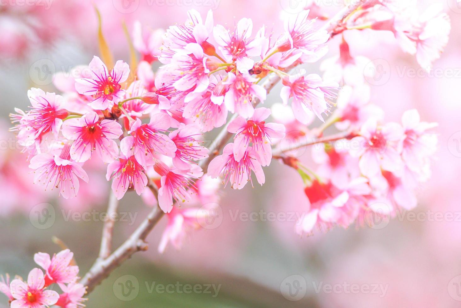 körsbärsblomning på våren med mjukt fokus, ofokuserad suddig vårkörsbärsblomning, bokehblommabakgrund, pastell och mjuk blommabakgrund. foto