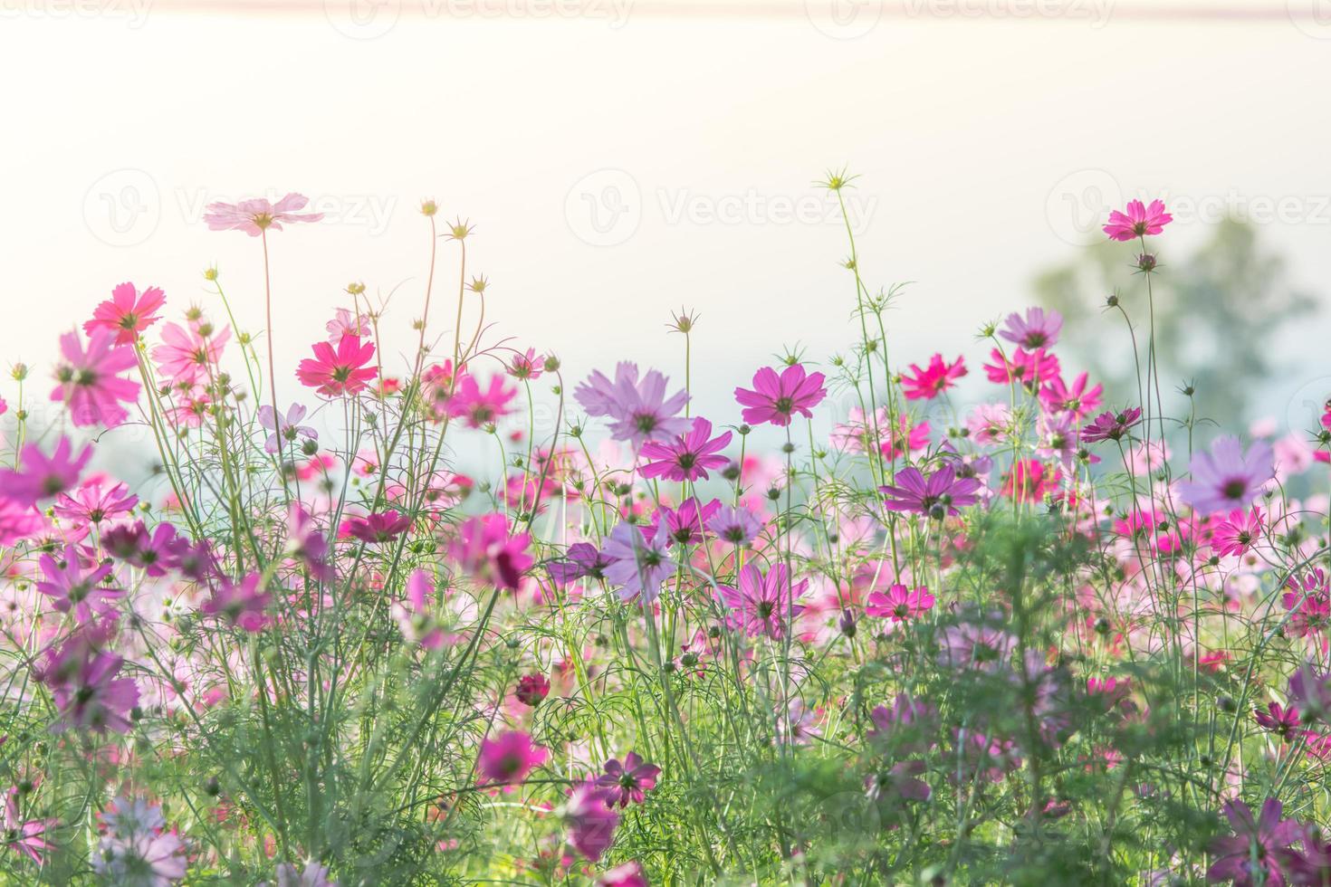 kosmos blommor i naturen, söt bakgrund foto