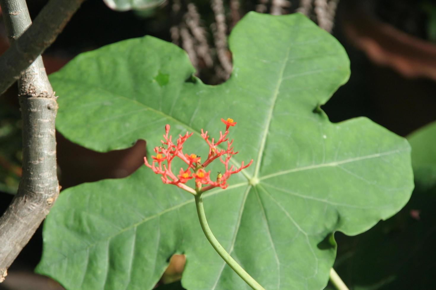 röda blommor av buddha magen platt och blad. foto