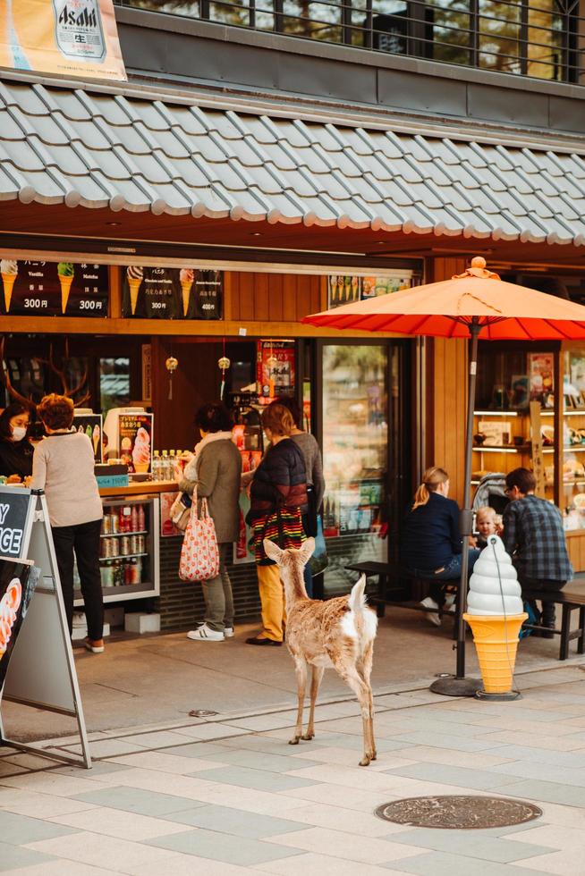 rådjur som väntar på glass i nara japan foto