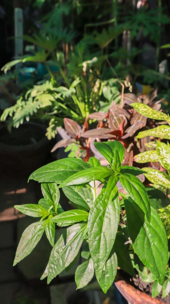 kariyat eller andrographis paniculata blad, traditionell thailändsk örtmedicin. foto