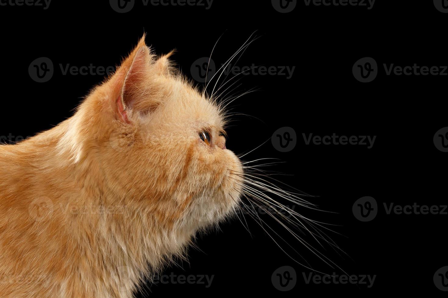 närbild porträtt exotisk ingefära katt i profilvy på svart foto