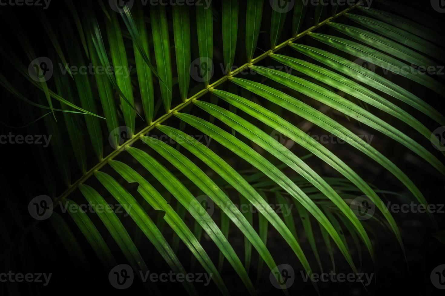 gröna tropiska palmblad, mörkgrön bakgrund. foto