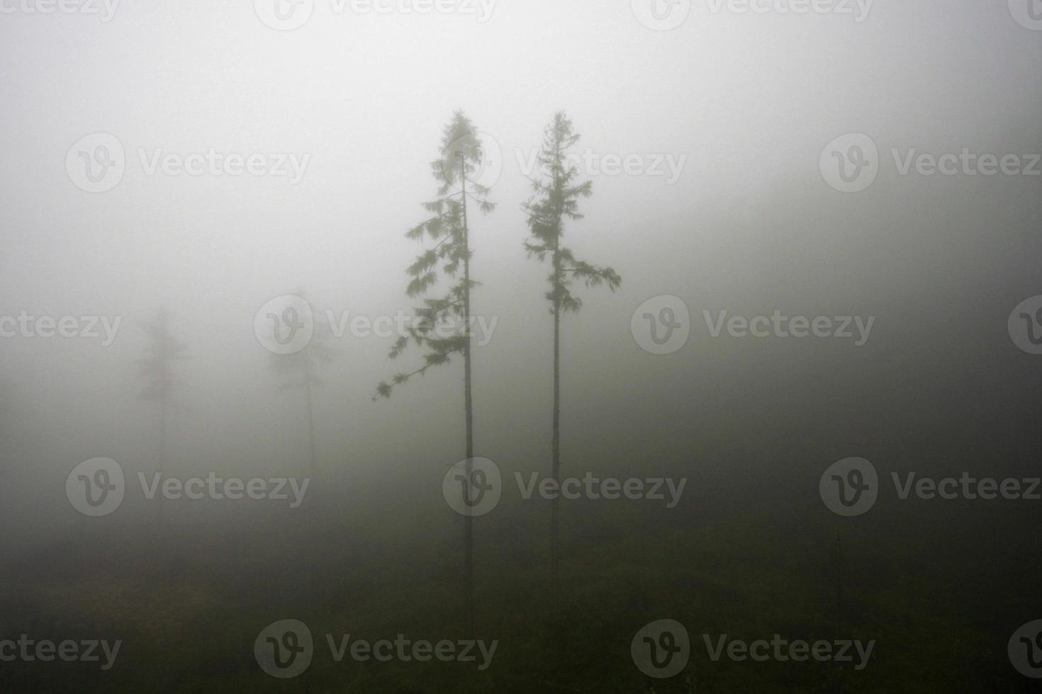 träd i dimma foto