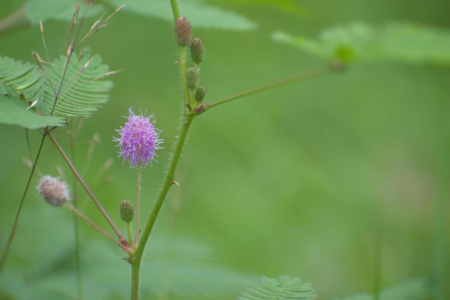 mimosa pudica flower.sensitive tree, sleepy plant, action tree, touch-me-not, shame plant. foto