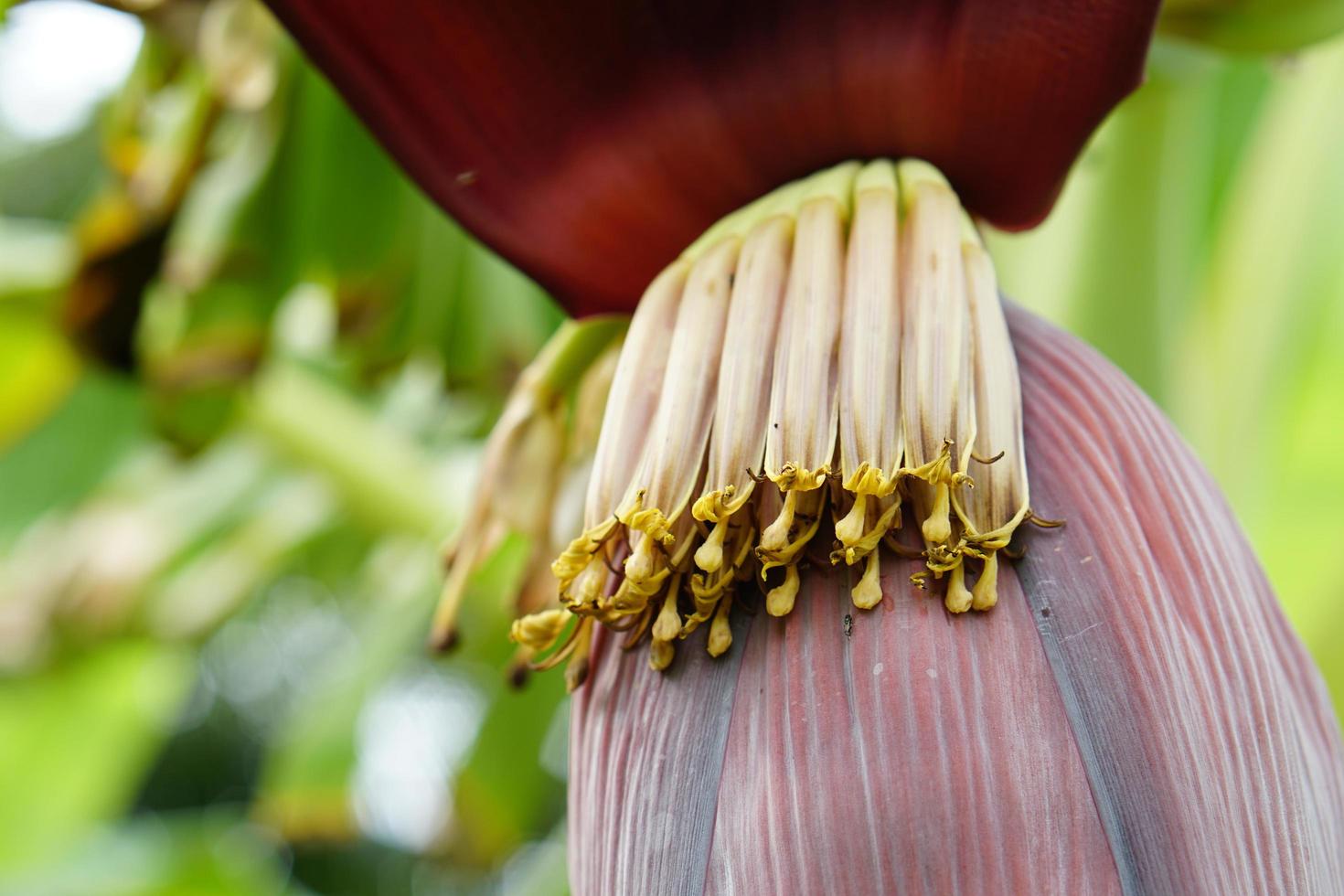 bananblommor kan användas för matlagning. foto