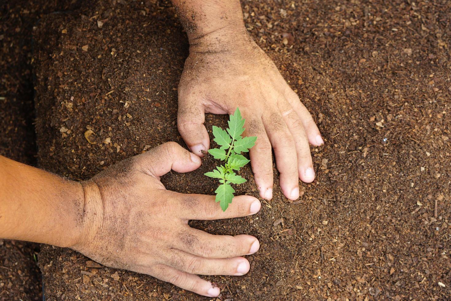 närbild hand av person som håller överflöd jord med ung växt i handen för jordbruk eller plantering persika natur koncept. foto