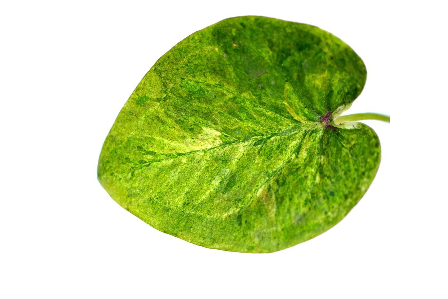 kaladium blad på en vit bakgrund foto