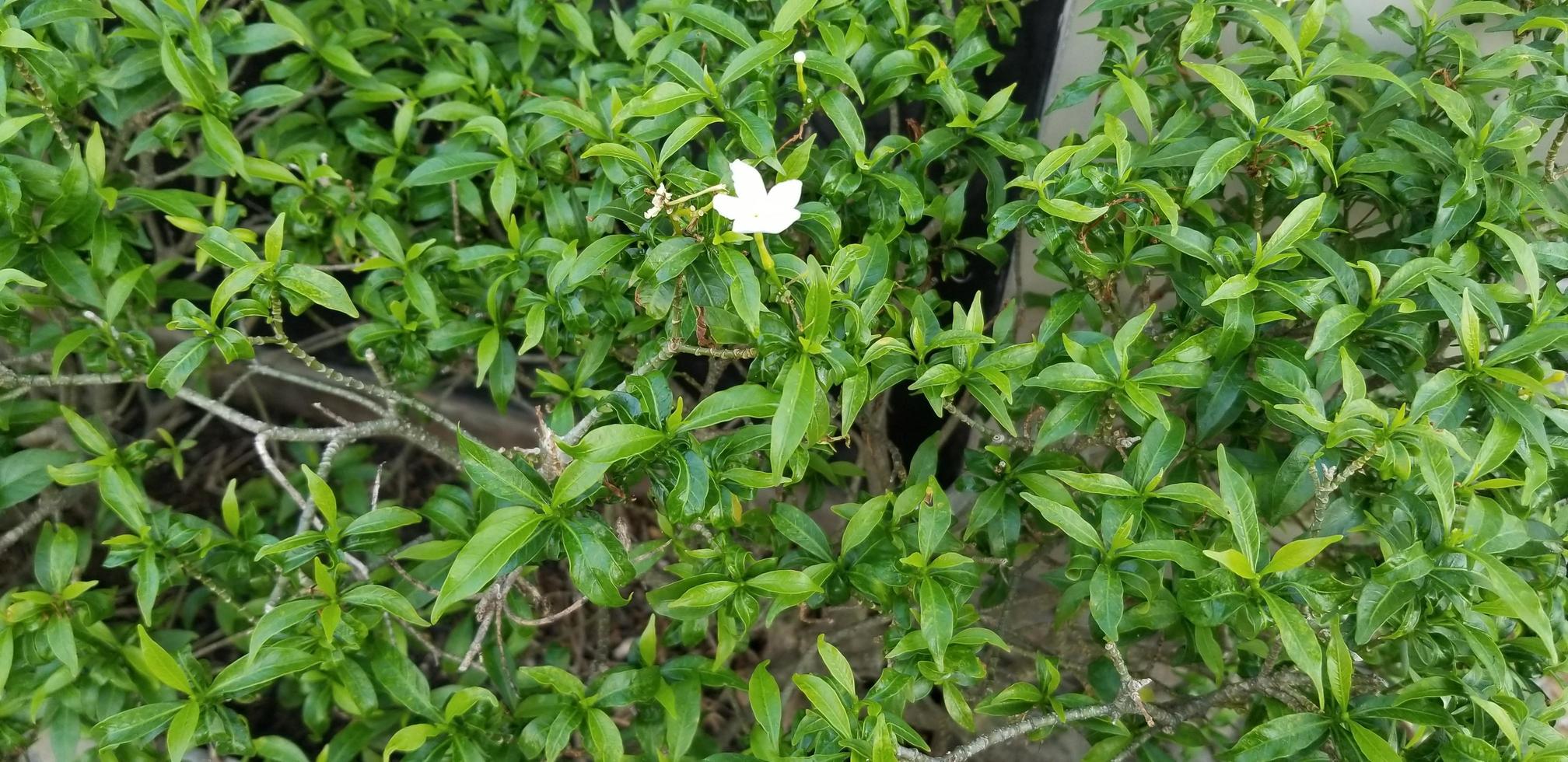 plantera löv i trädgården foto