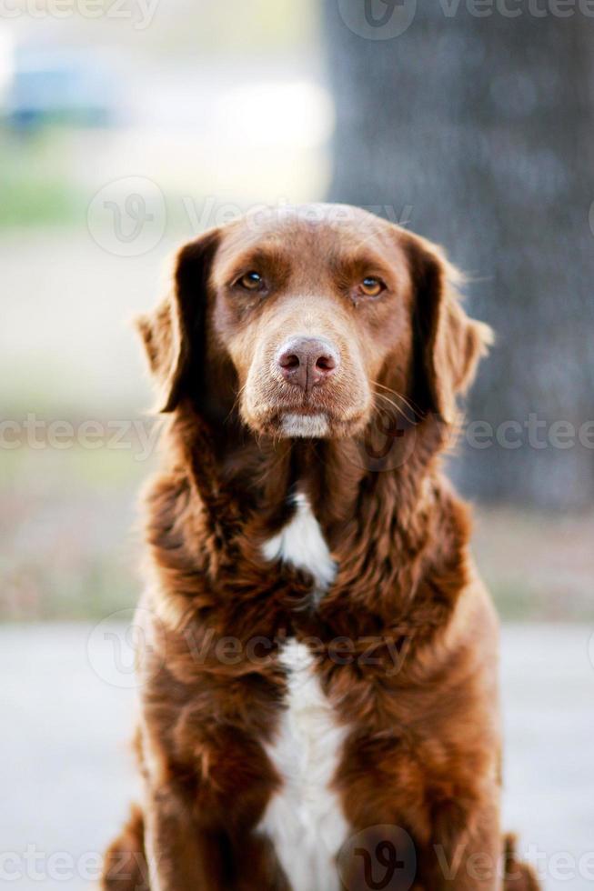 brun blandad ras hund sitter foto