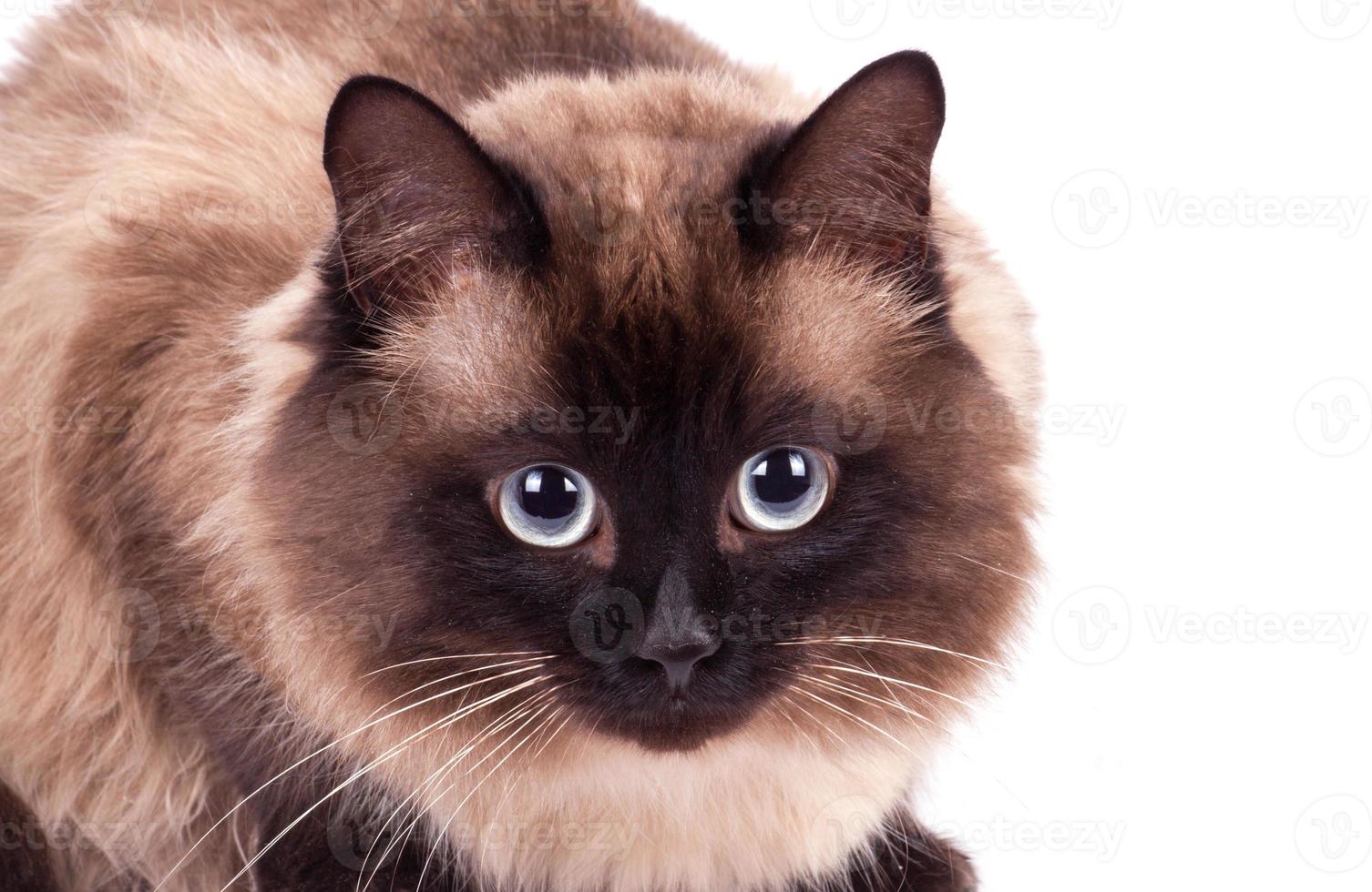 porträtt av en siamesisk katt foto