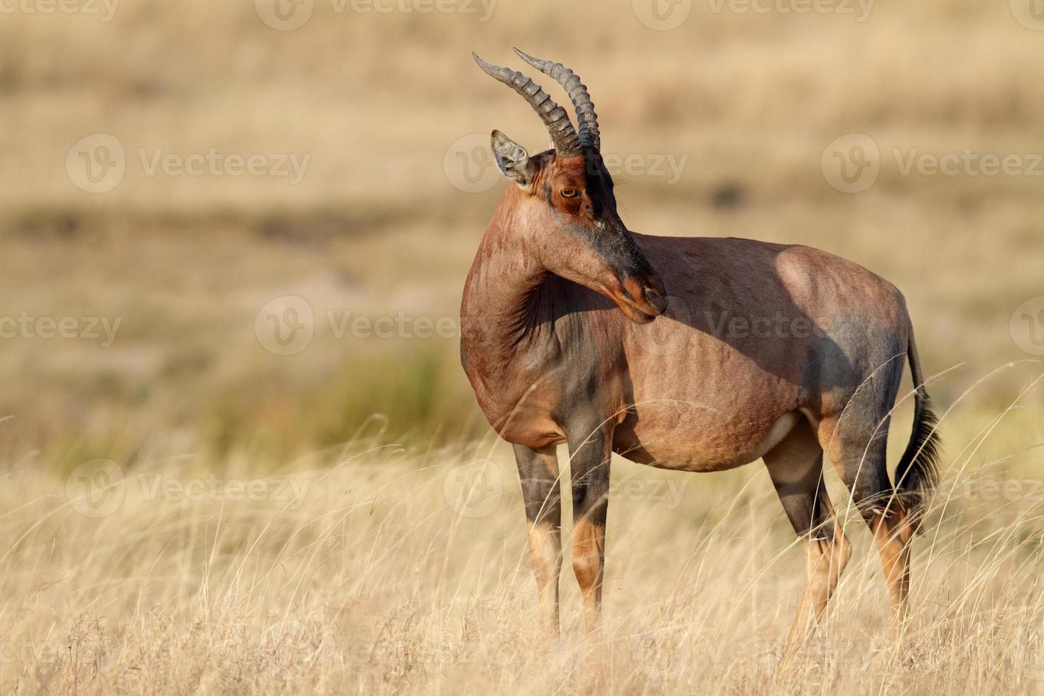 topi antilop på serengetislättarna, Tanzania foto