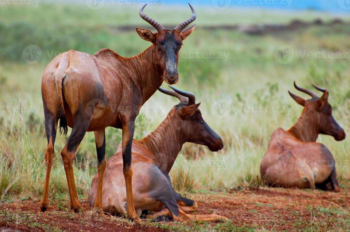 tsessebe, världens snabbaste antilop foto
