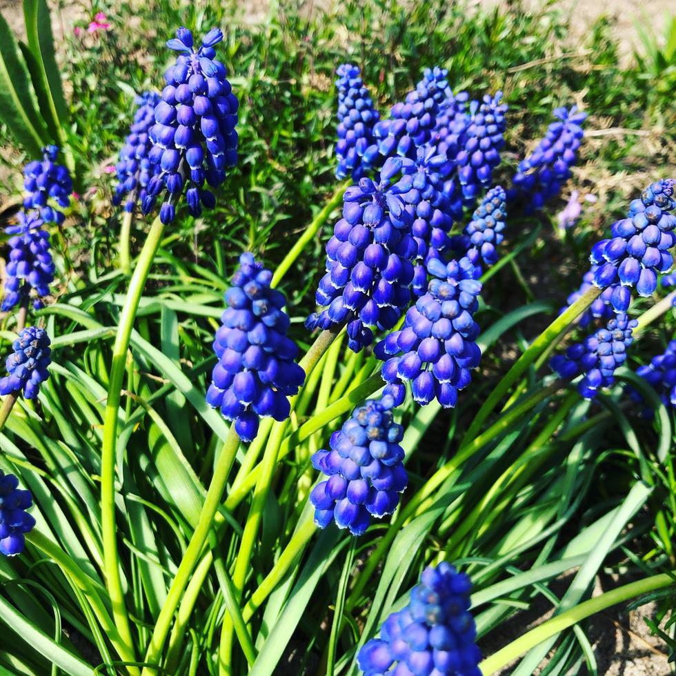 makro foto vårblå blommor