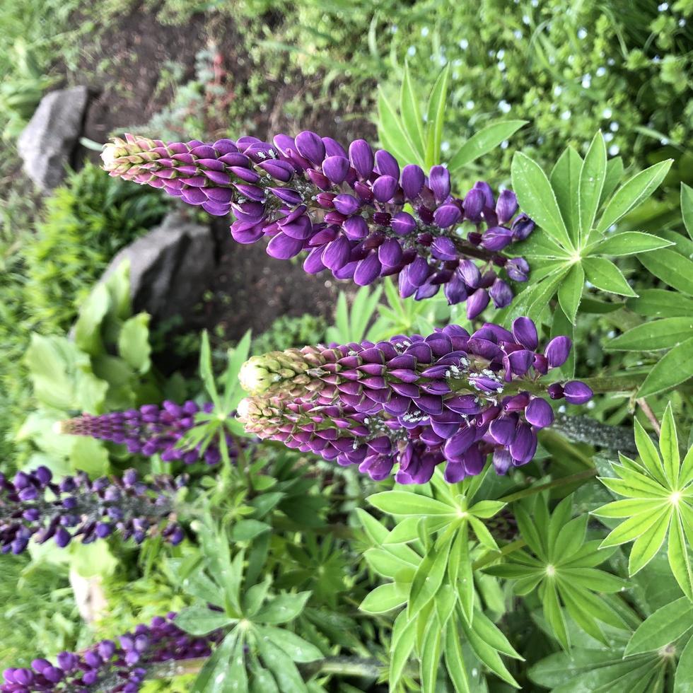 makrofoto blommande vårvioletta blommor foto