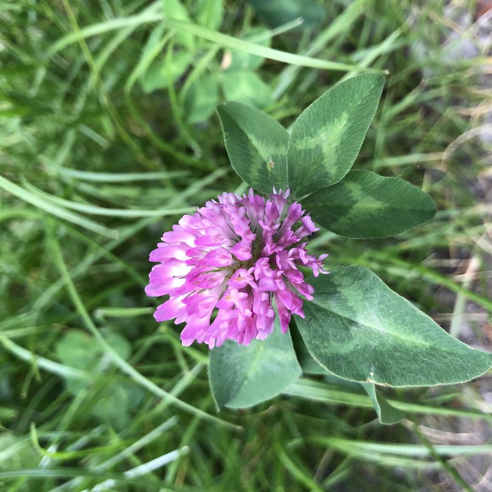 makro foto blommande klöver flover