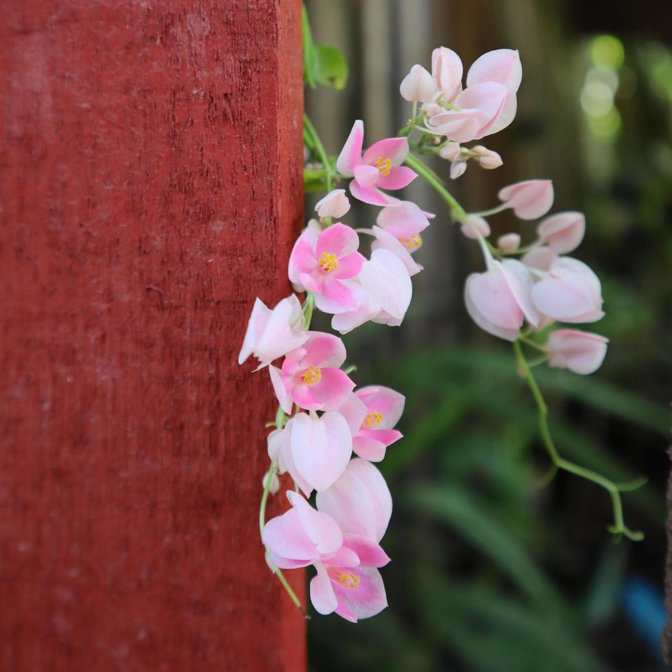 gående blommantis eller rosa orkidé mantis hymenopus coronatus, är ett vackert litet rosa och vitt kronblad foto