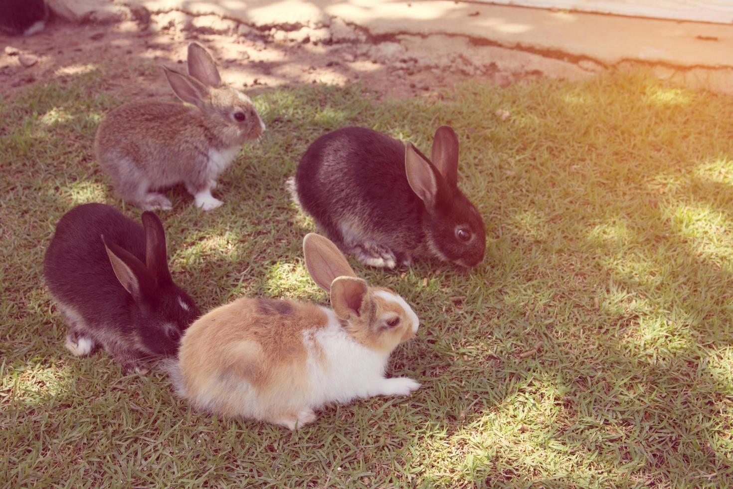 kaniner kanin i trädgården foto