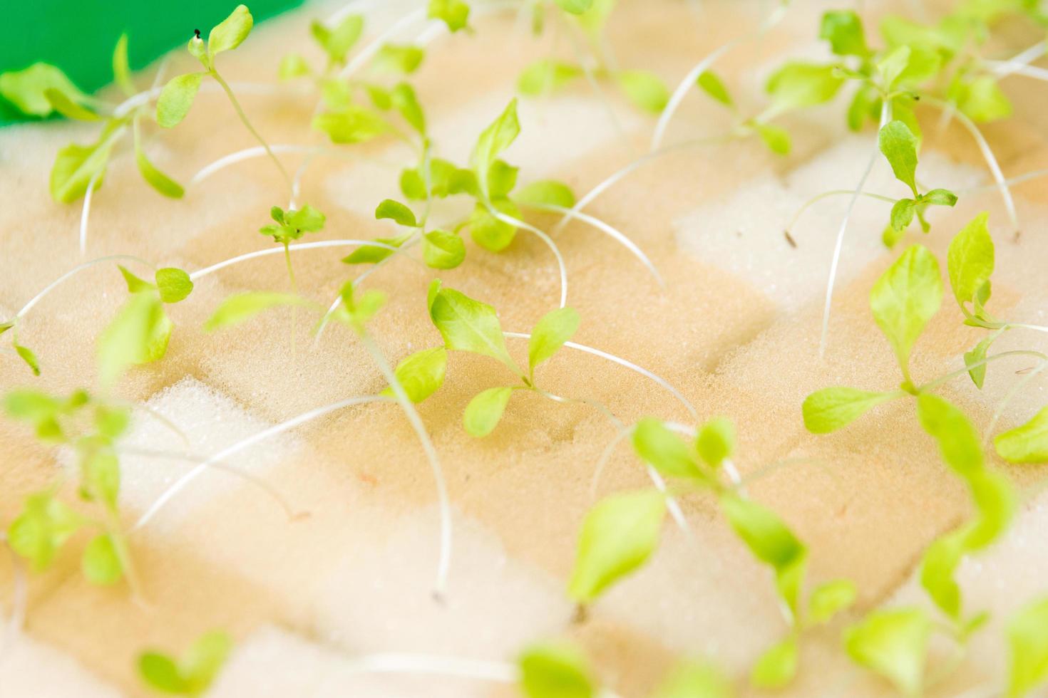 organisk hydroponic vegetabilisk odlingsgård foto