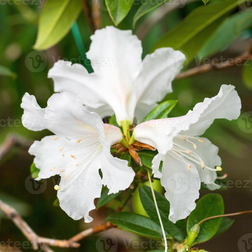 vacker blomma bakgrund foto