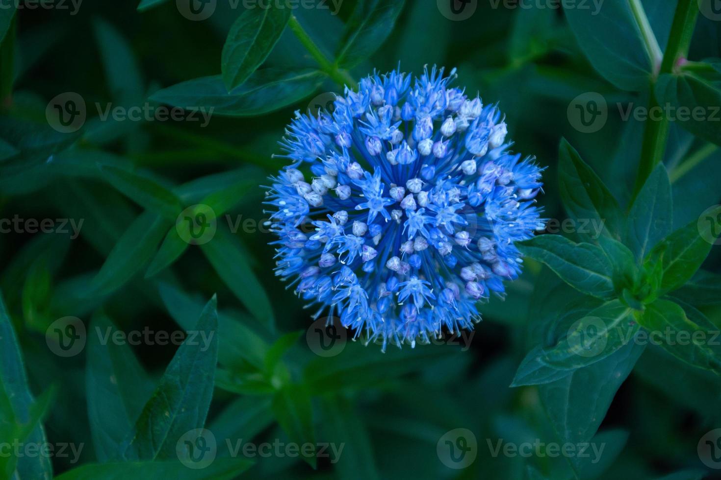 rund blå blomma i grönt bladverk foto
