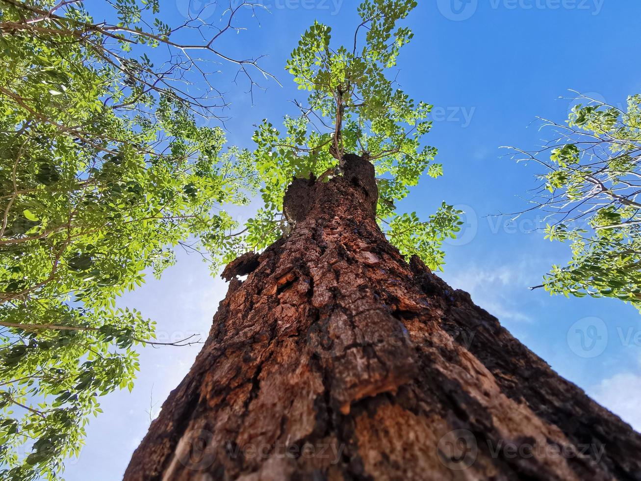 luta upp ett träd. närbild tilt upp skott av stor trädstam med gröna löv. foto