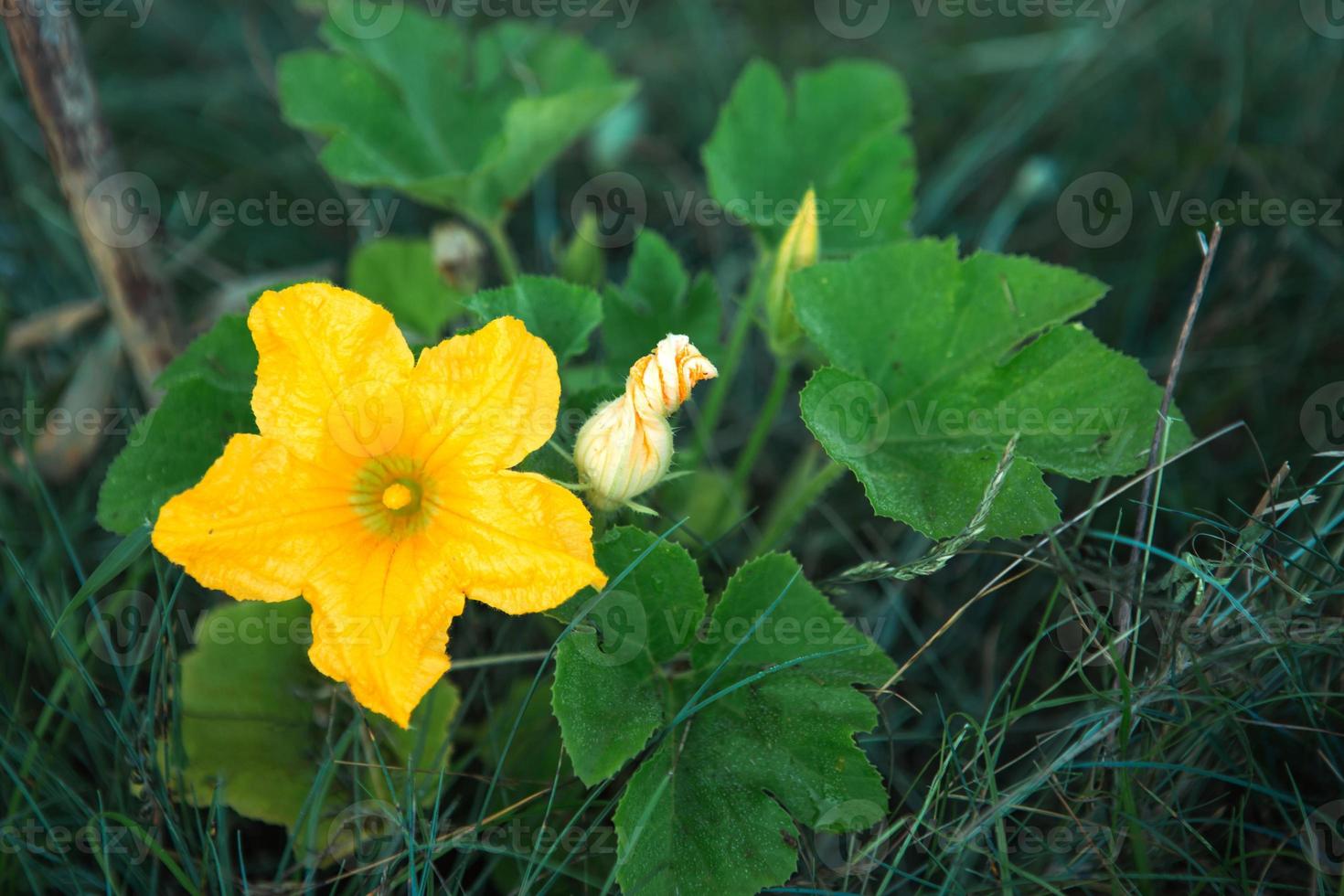 en stor gul zucchiniblomma i trädgården. blomning av grönsaksgrödor, odling av gurka, pumpa i trädgården. plantor, växtvård, gödning och skadedjursskydd foto