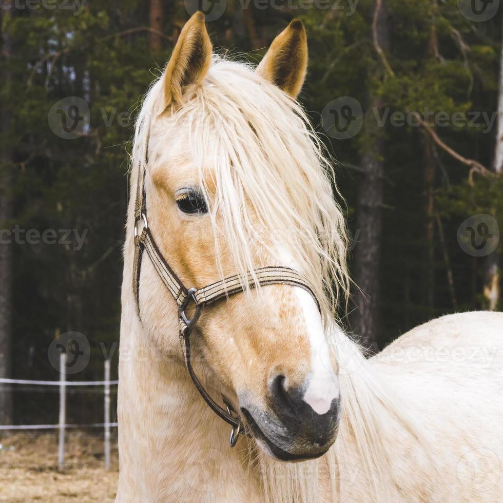 porträtt av vacker häst foto