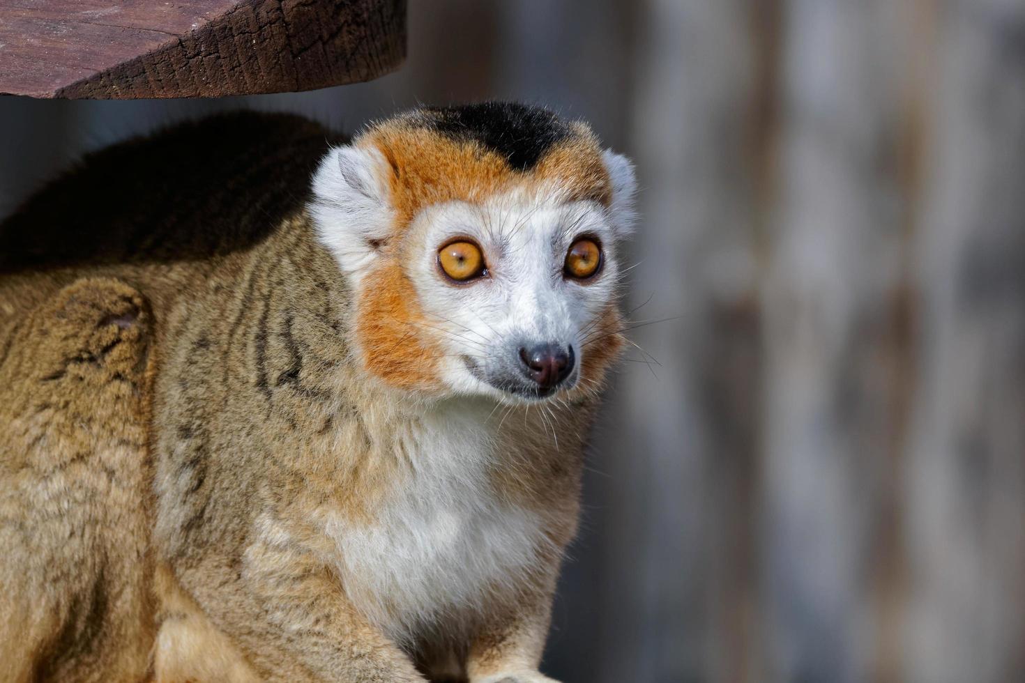 littlebourne, kent, Storbritannien, 2015. krönt lemur foto