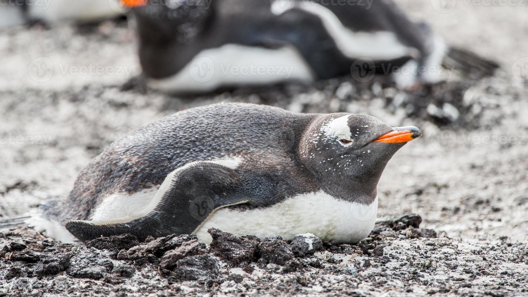 pingviner i antarktis foto