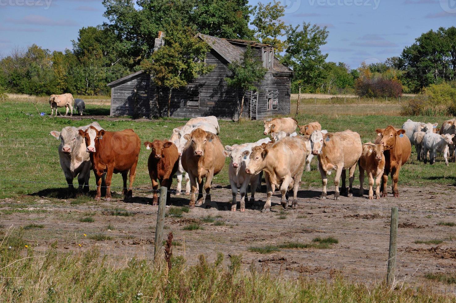 nyfikna boskapsflock närmar sig ett staket foto