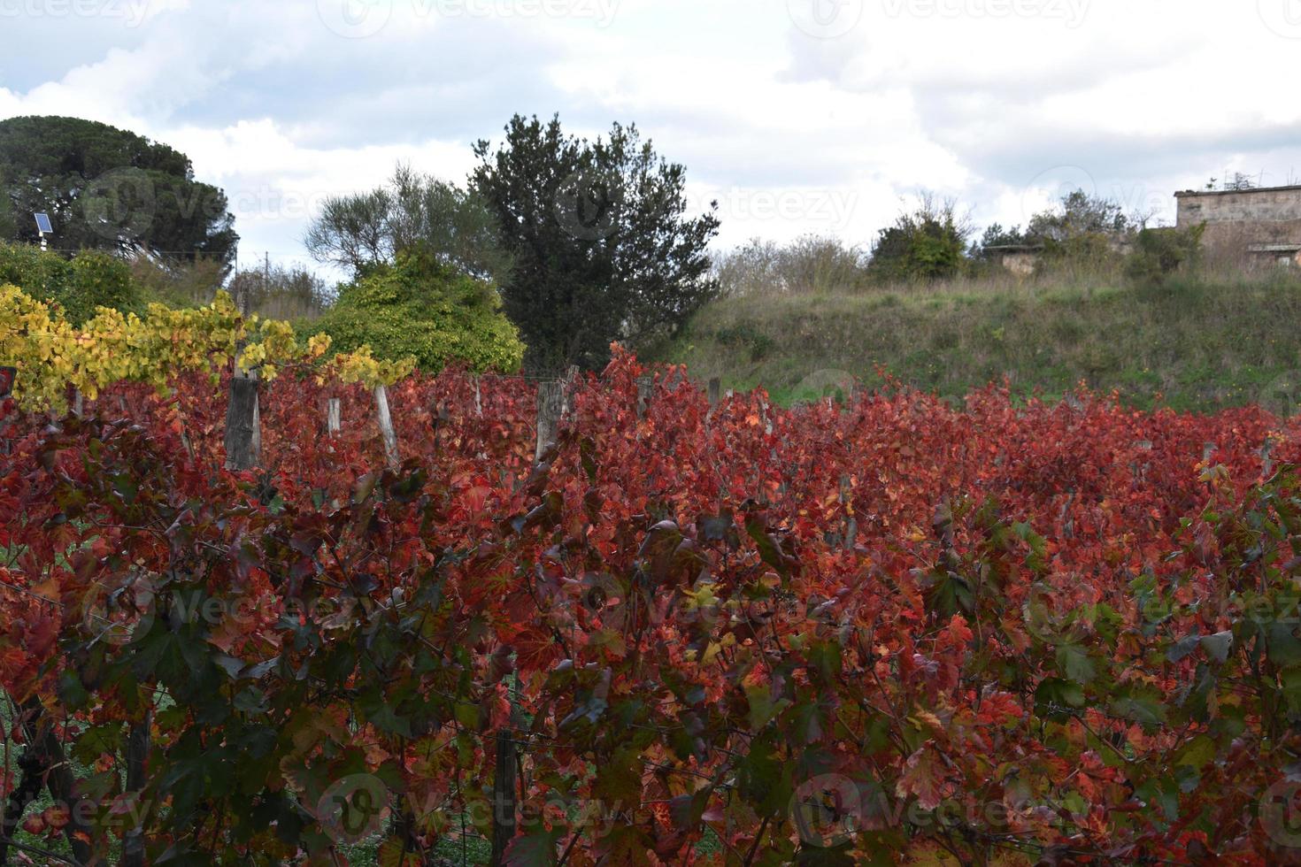 vingårdar på hösten foto
