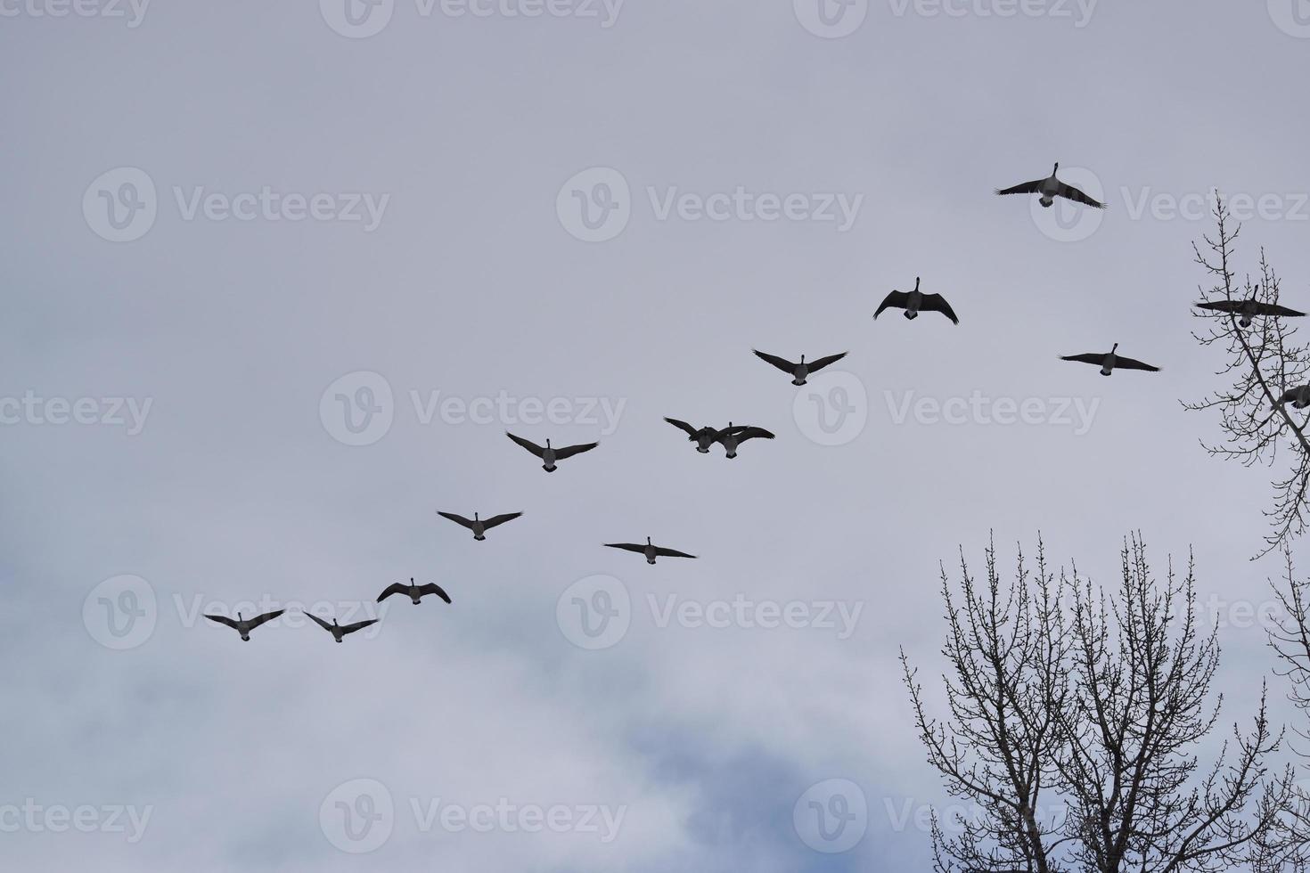 flera kanadensiska gäss som flyger i formation foto