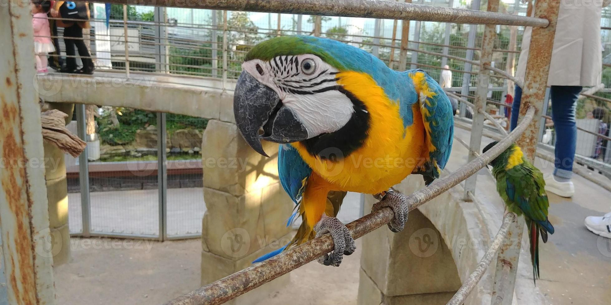 en blå papegoja uppflugen på en järnstång foto