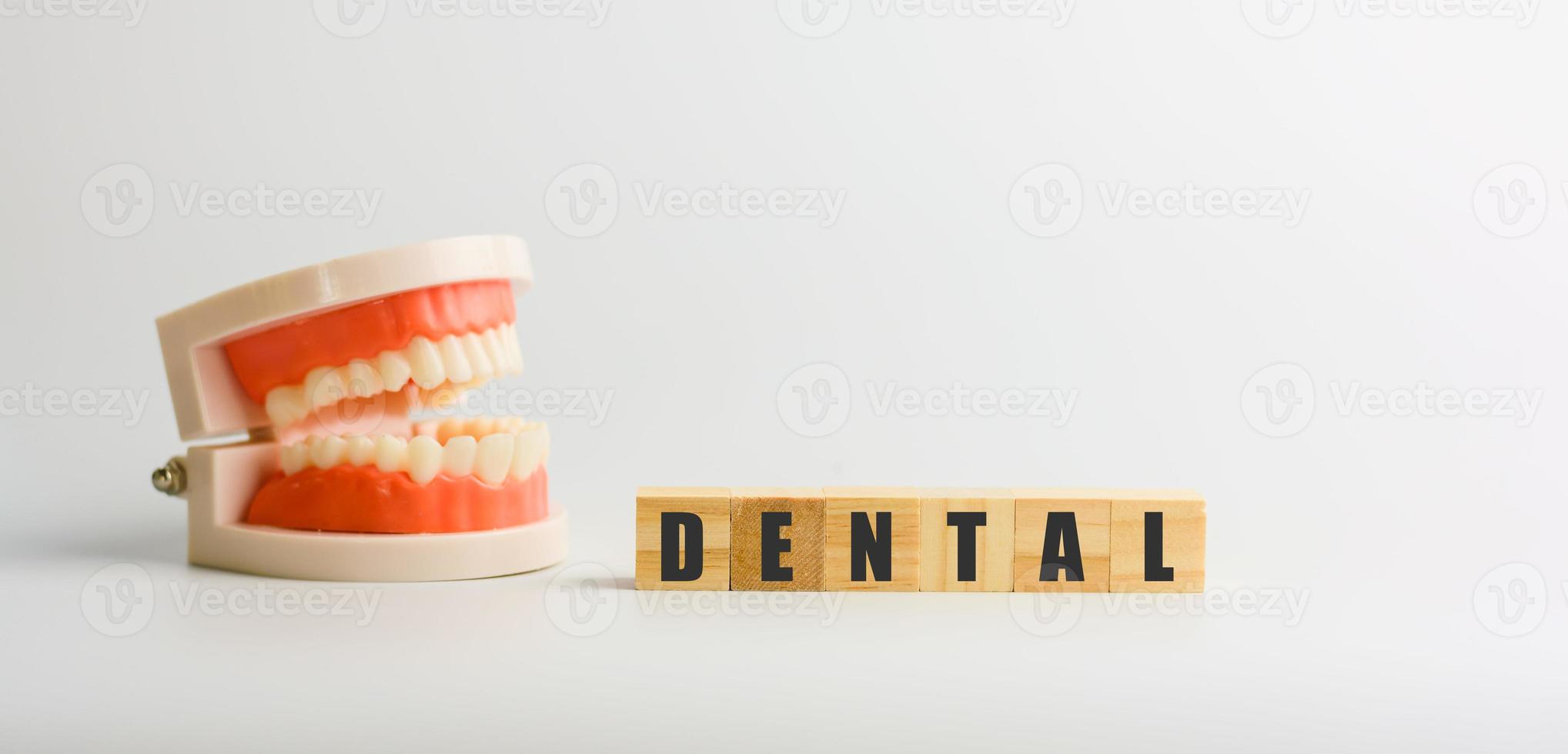 dental på träblock med modelltänder. medicinska och dentala koncept. foto