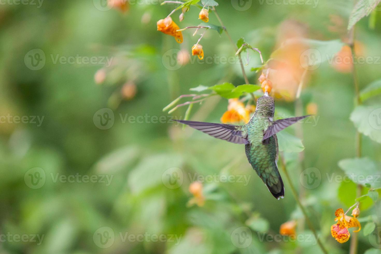 colibri à gorge rubis femelle foto