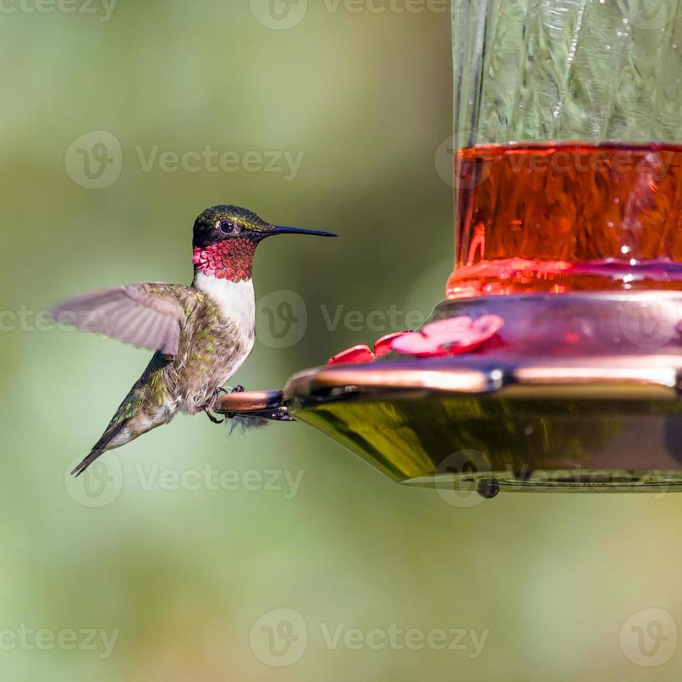 kolibri som ligger på röd matare foto