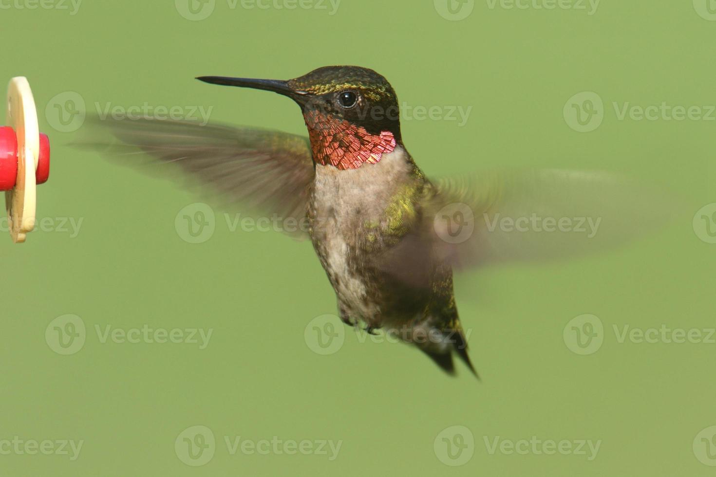 rubin-halsad kolibri (archilochus colubris) foto