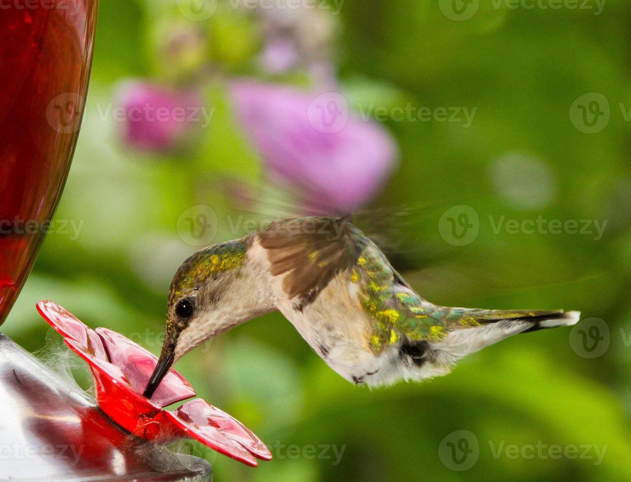 kvinnlig rubin-halsad kolibri vid mataren foto