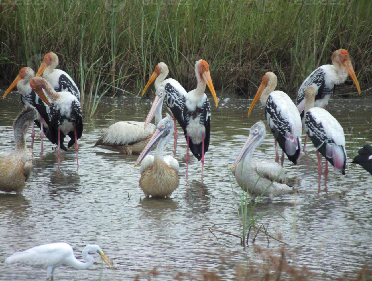 flock målad stork, pelikaner och en ägretthäger som matar intensivt foto