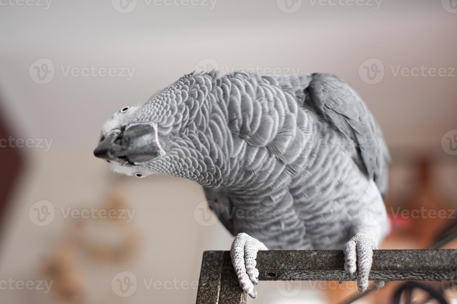 nyfiken afrikansk grå papegoja foto