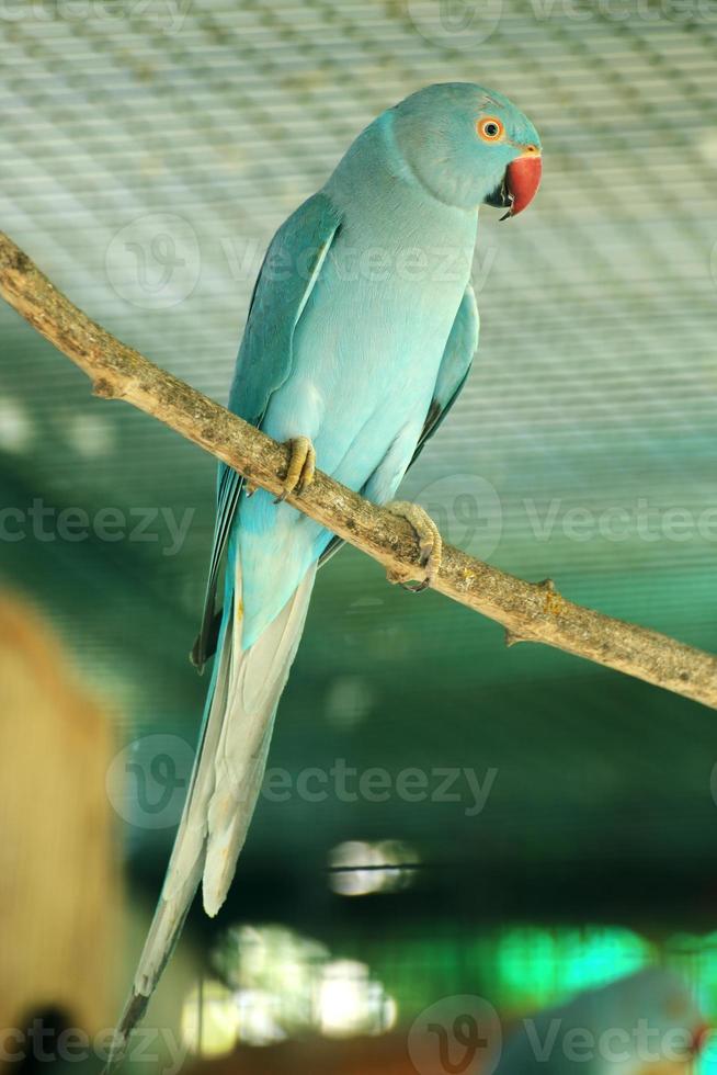 grön papegoja foto