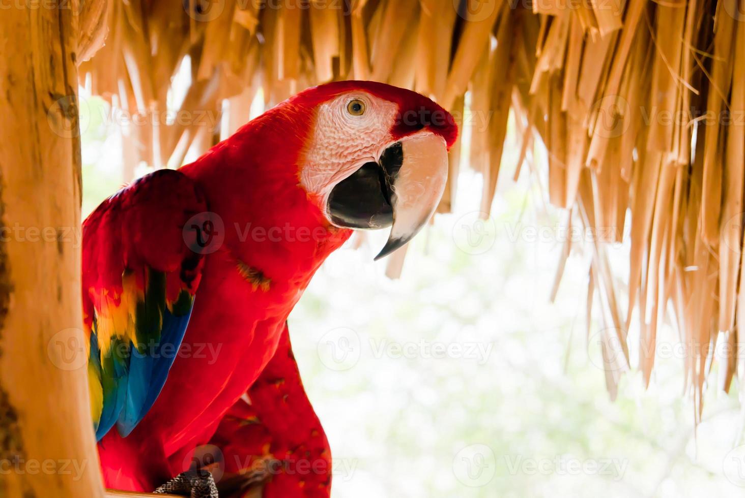 röd papegoja foto
