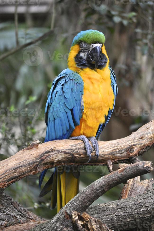 tropisk papegoja foto